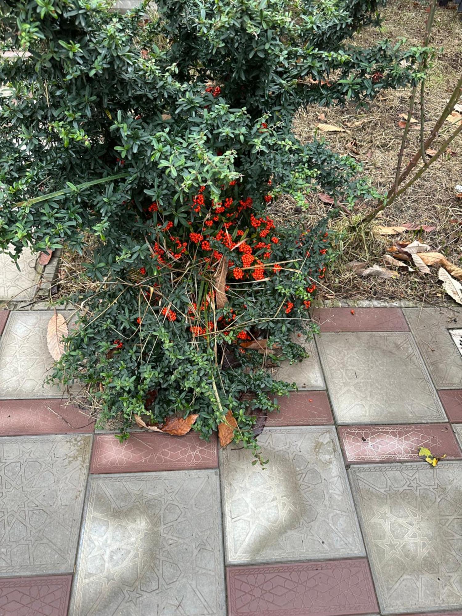 Willa Friend'S House Qəbələ Zewnętrze zdjęcie